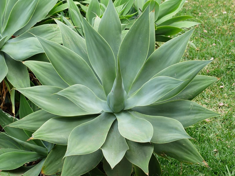 Succulent plant