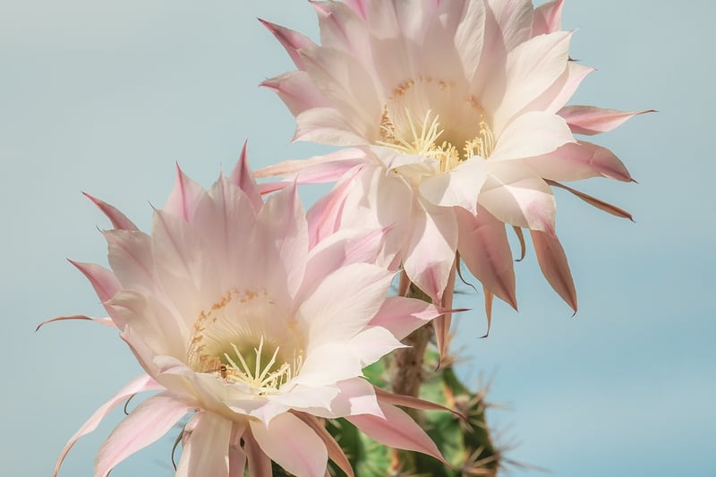 Cactus plant