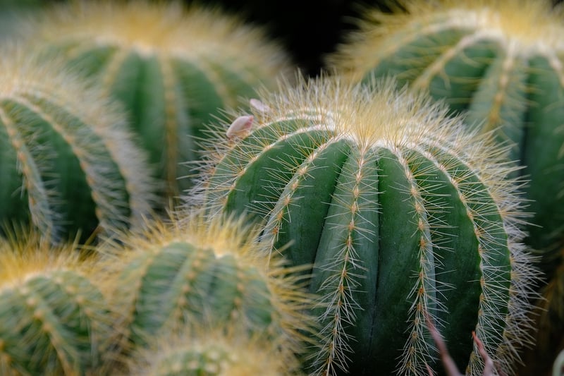 Succulent DIY Craft